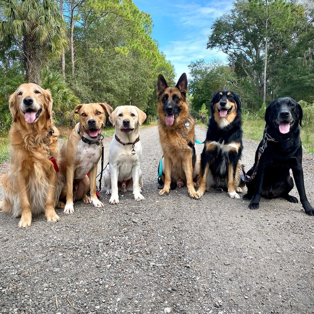 Tongues out if #NationalPetMonth is your favorite month! 🐶

📷: whats.one.more.dog on Instagram

#CadetPet #dogsoftwitter #dog