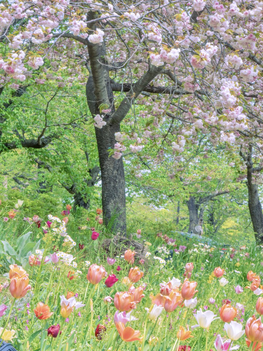 チューリップと桜の織りなすハーモニー #GM #TLを花でいっぱいにしよう #浮間公園 #チューリップ #桜 #八重桜 #春 #flower #自然 #nature #Photography #OM写真投稿 #写真好きな人と繋がりたい #ファインダー越しの私の世界 #キリトリセカイ #写真で伝えたい私の世界 #SN580フォトコン24春