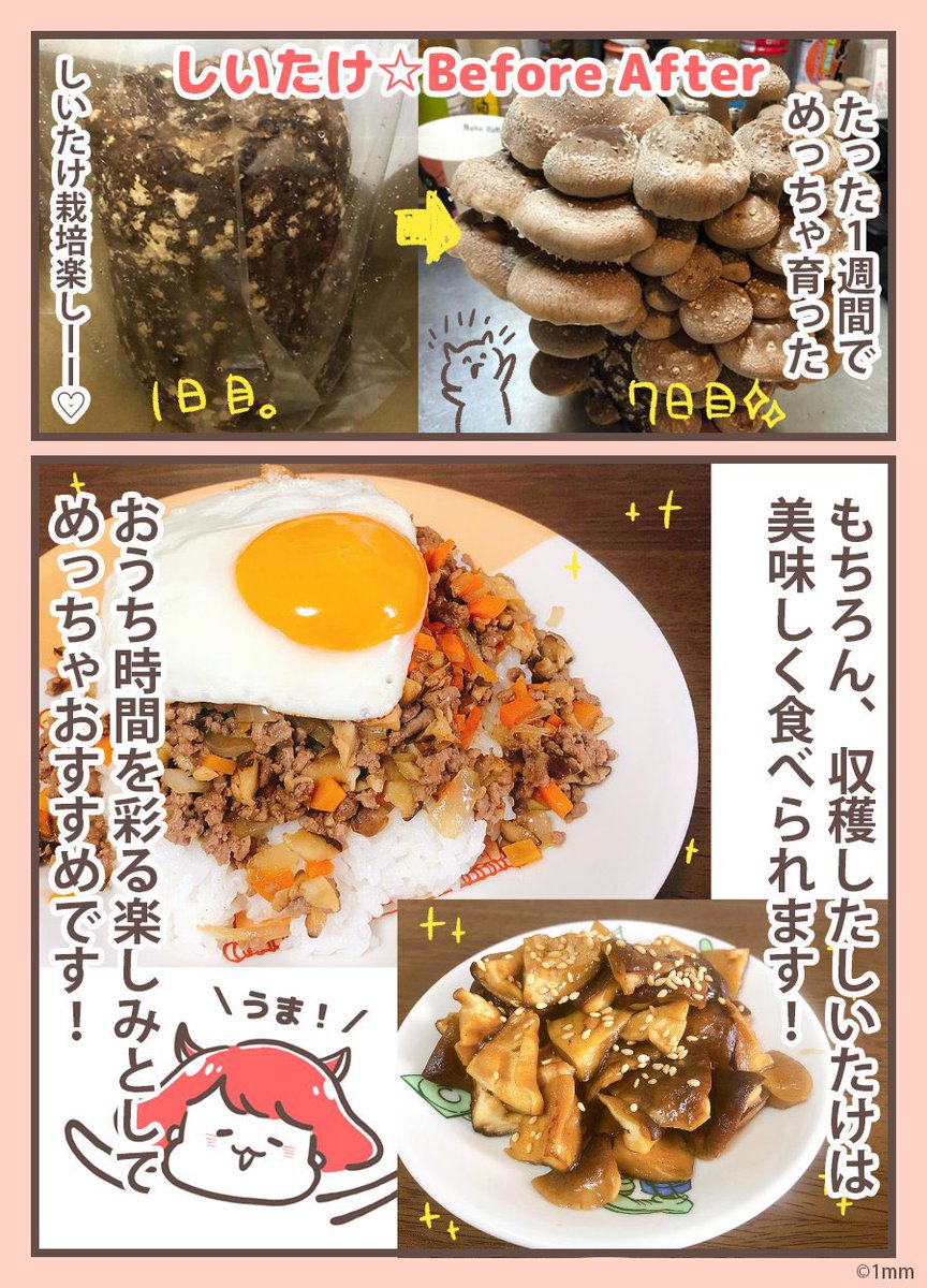 GWなにもやることなくてヒマな人へ… しいたけ…しいたけを育てるのです…🍄 数年前のGW中にしいたけ育てたけど、毎日すくすく育っていくの見れて楽しかった✨ 尚、現在は値段1,700円。 価格高騰ゥウ😇😇😇𓂃 💸