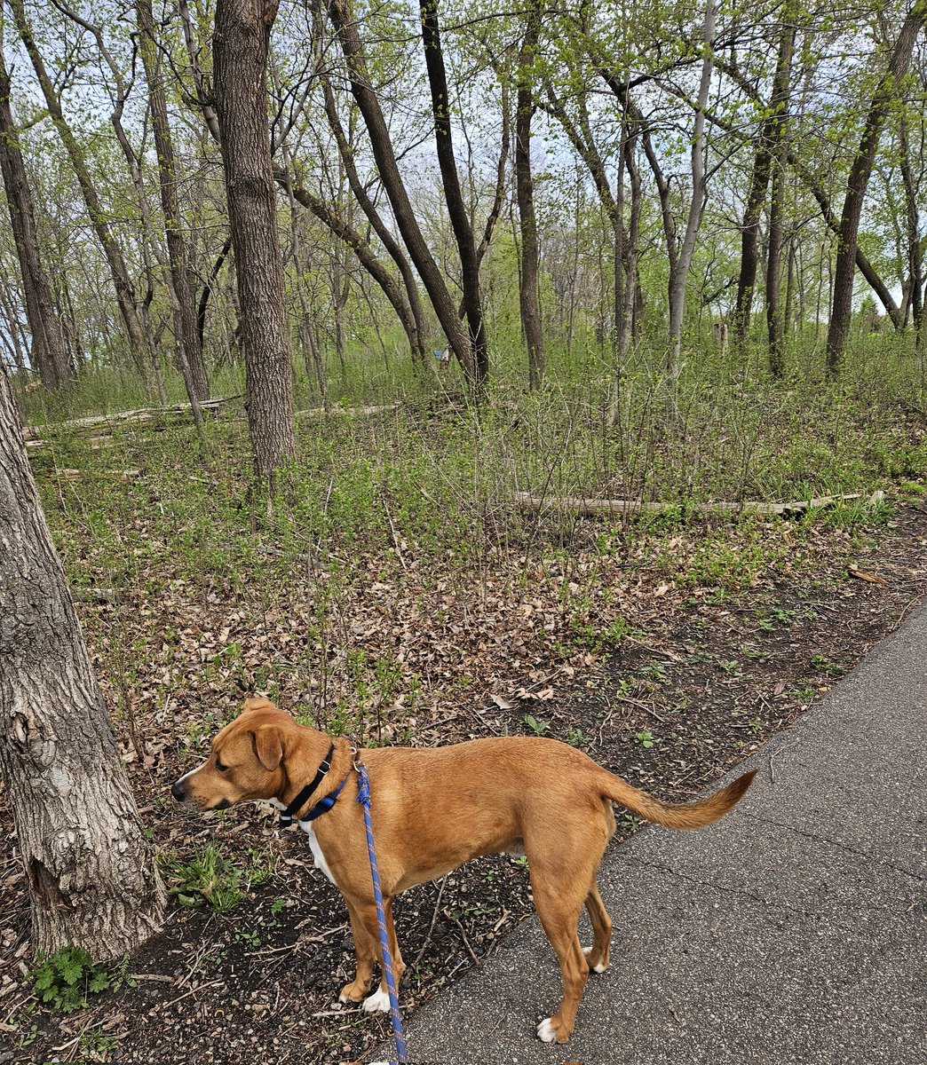 On the trail again. With Finnegan at Eden Prairie Park. Have a great Wednesday  evening and Thursday morning.
#dog #trees #landscape