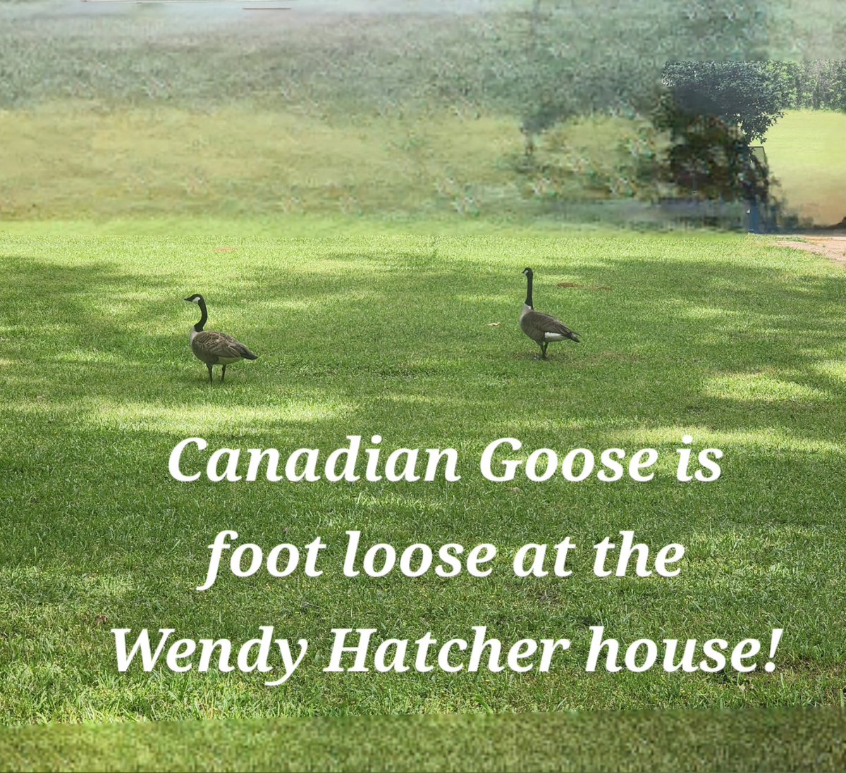 May your wishes and dreams be loosed this May. The Canadian Goose is on the loose at the #WendyHatcher house! #goose #loose #momentum #helpinthehouse #Solutionist #iamaningredient #JusticeGeneral