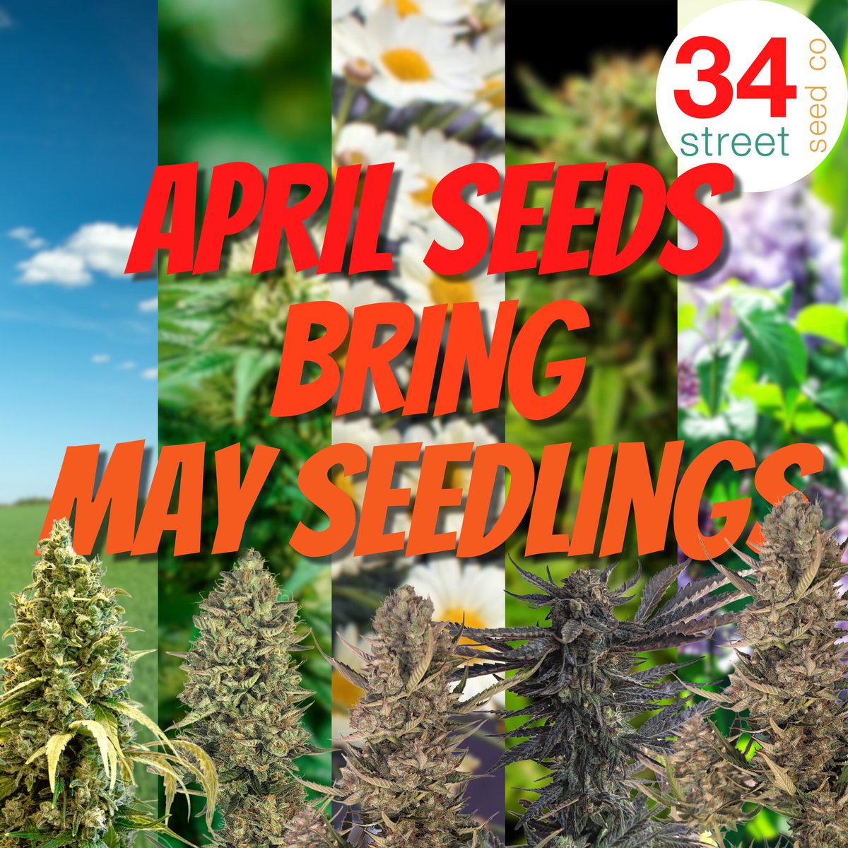 Happy May 1st growers! We’re getting closer to the outdoor growing season and we cant wait to see your plants! What seedlings do you have on the go for this season?