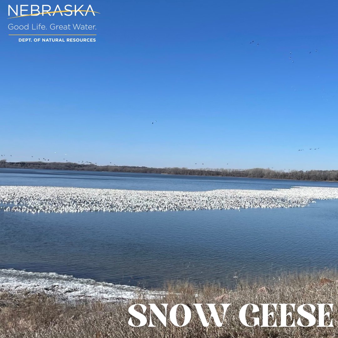 An awesome picture of snow geese during their migration in March from our Norfolk Field Office! #waterwednesday DNR.Nebraska.gov