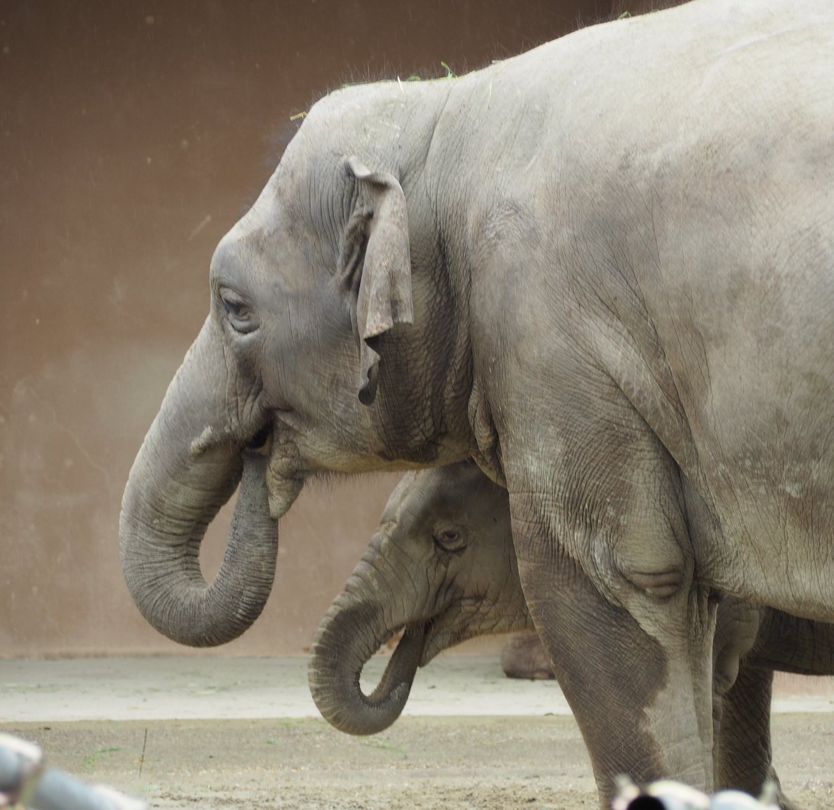 なんでも真似っ子のうららちゃん

#さくら　#うらら
#アジアゾウ
#東山動植物園