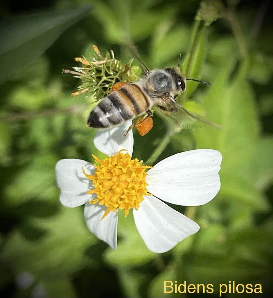 🐝Hopeful 

#insectThursday #bee #pollinator