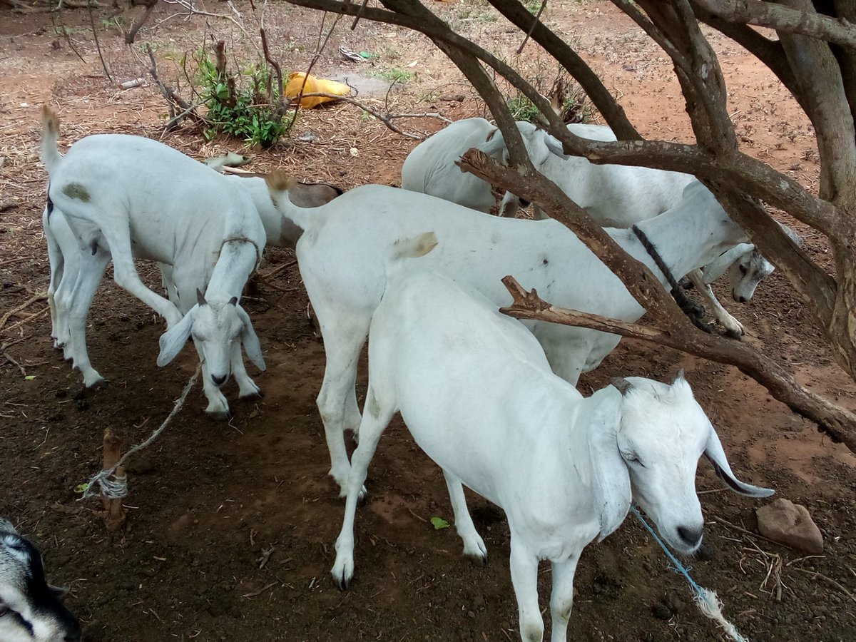 I have finally identified and isolated the pure galla bloodline that have consistently kidded twins & triplets over 3 generations. Now these will form the triplets breeding stock. Hesabu ya kishamba ... 7 can easily be 28 before December