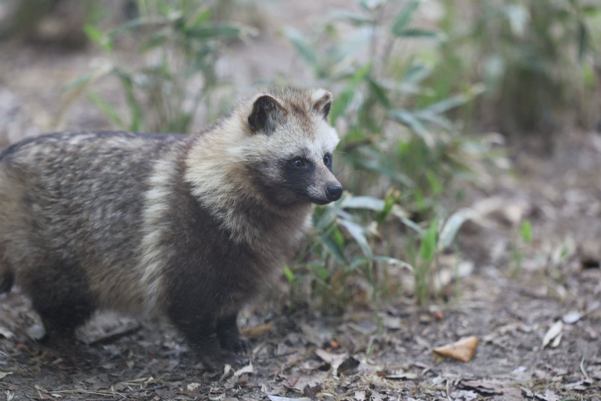 今日のたぬき、まだちっこいたぬ #ホンドタヌキ #八木山動物公園