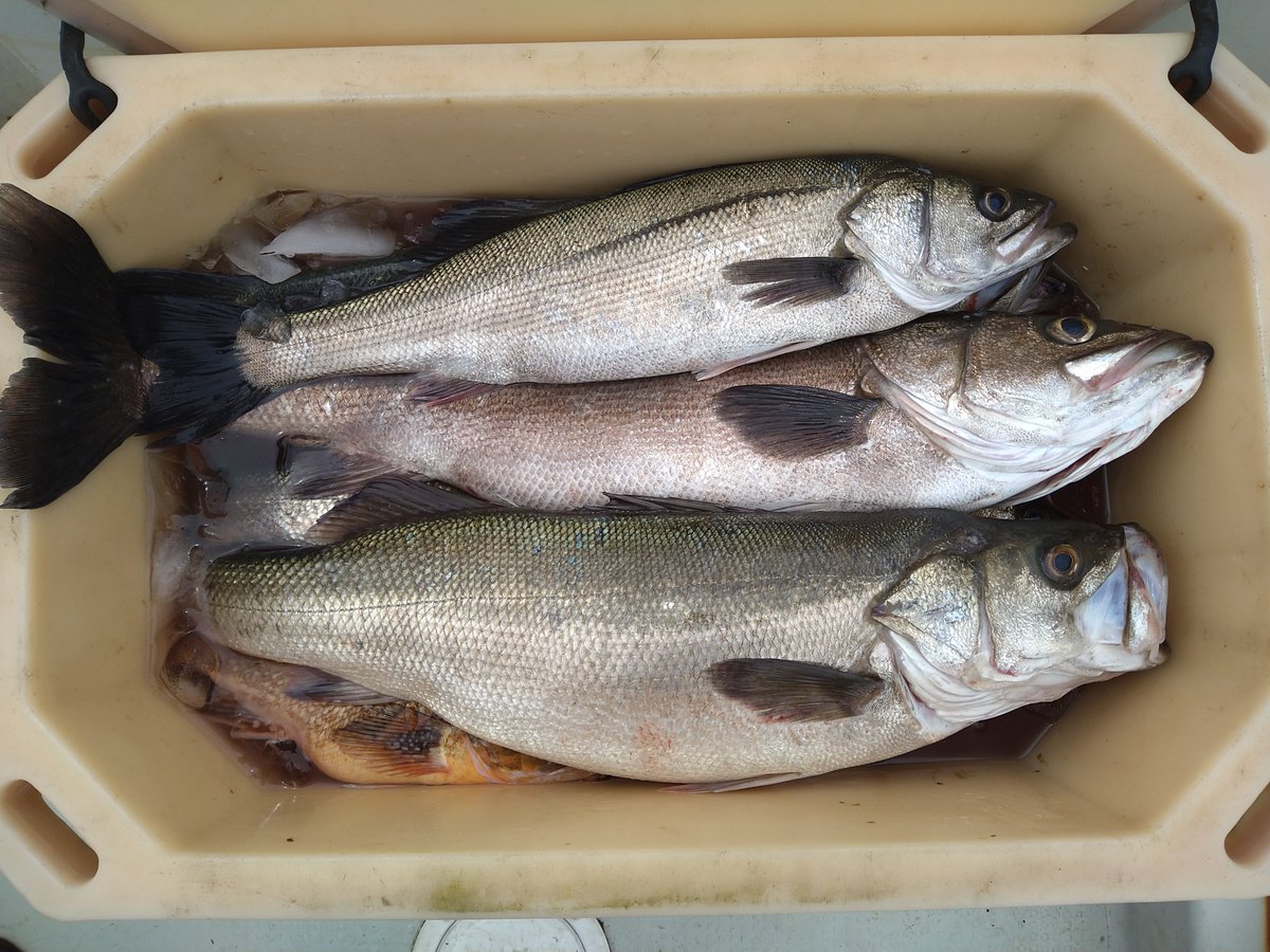 ＭＫＣ tweet media