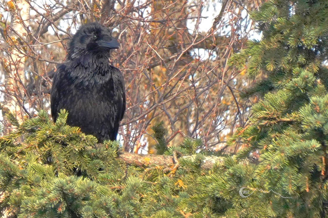 Raven, sitting in a tree...