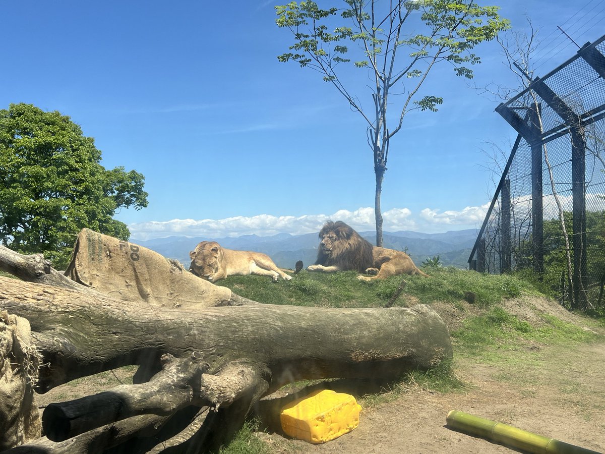 ホリデーインから60分

長野市茶臼山動物園にきたえ！！
いい天気で
涼しくて気持ちいいよ！