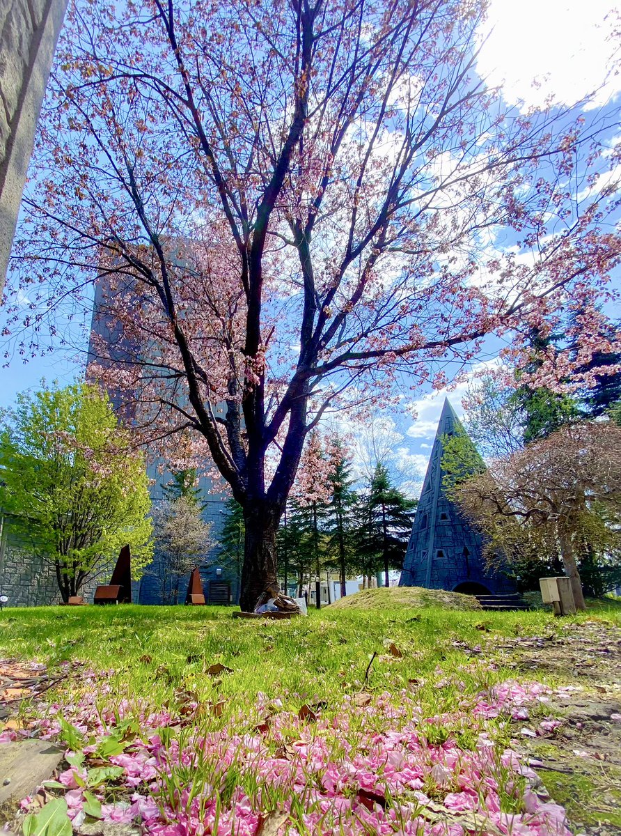 本日網走は春晴れです❗️ 中庭の桜の木も散りはじめてきました🌸 キレイなピンクのカーペットになってます😊❤️
