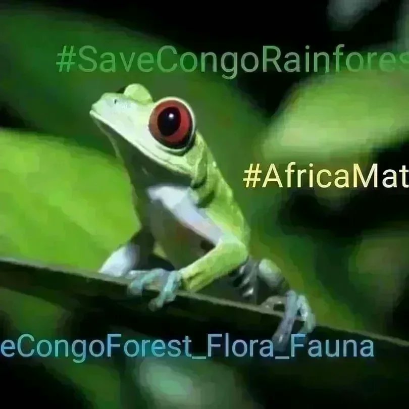 SaveCongoRainforest Day 1513 #SaveCongoRainforest #SaveCongoForest_Flora_Fauna🌴🦍 #AfricaMatters #IndigenousLivesMatter @SaveCongoForest In Solidarity with @vanessa_vash and @Remy_Zahiga The Congo Rainforest is vital in the fight for climate and social justice! ❤️☮️🌍🌏🌎