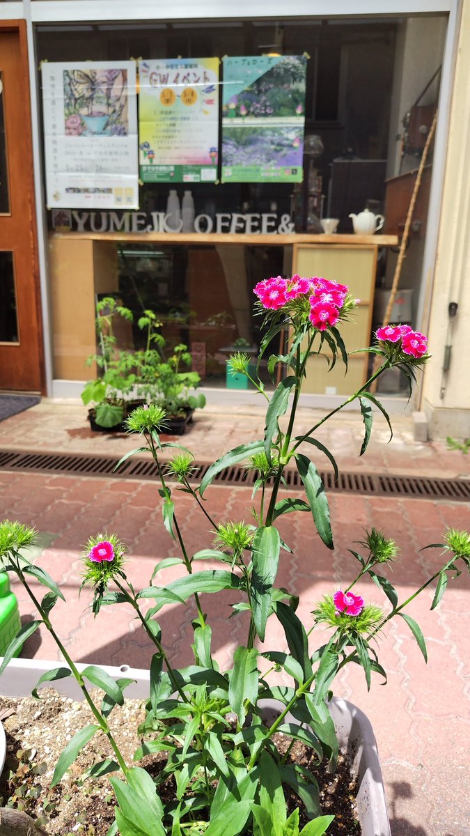 yume2coffee's tweet photo. 毎年２月のカカオとコーヒー展でお世話になっている宇治市植物公園さんにて、その時のイベントでいただいた苗が花を咲かせました。
後ろのポスターは５月のイベントポスターで、ゴールデンウィークとハーブ＆ローズとコーヒーフェスです。
花盛りの植物公園へのお出かけはいかがですか? https://t.co/3zzIwX7LU6