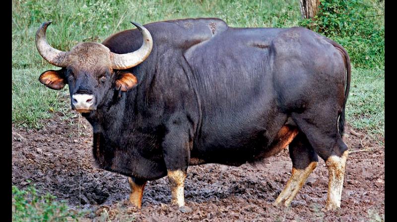 It's a puzzle why the Gaur despite its extraordinary size and power doesn't feature heavily in Indian religions like the elephant, tiger,lion etc.