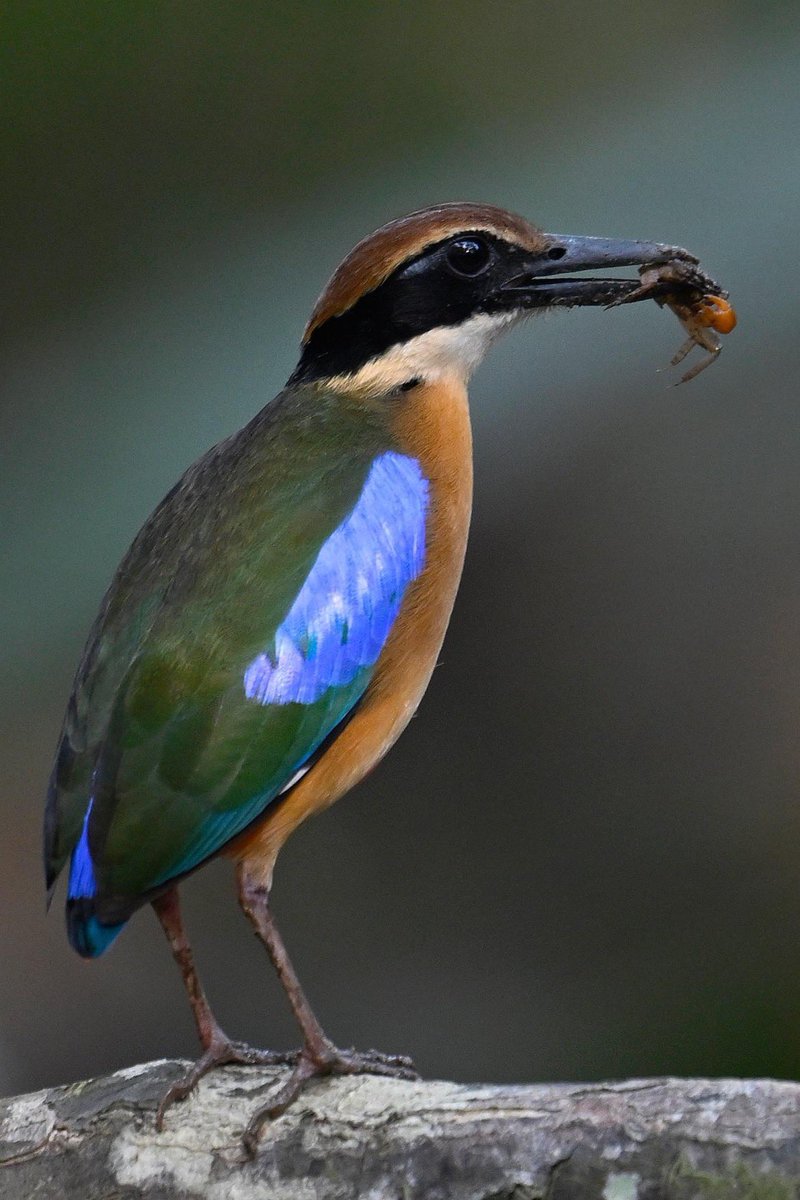 CrossleyIDGuide's tweet image. 10 weeks in SEAsia. Great wildlife; even better people. It’s great to escape.