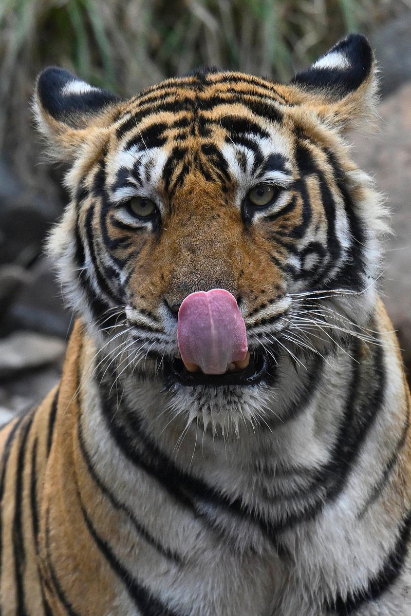 CrossleyIDGuide's tweet image. 10 weeks in SEAsia. Great wildlife; even better people. It’s great to escape.