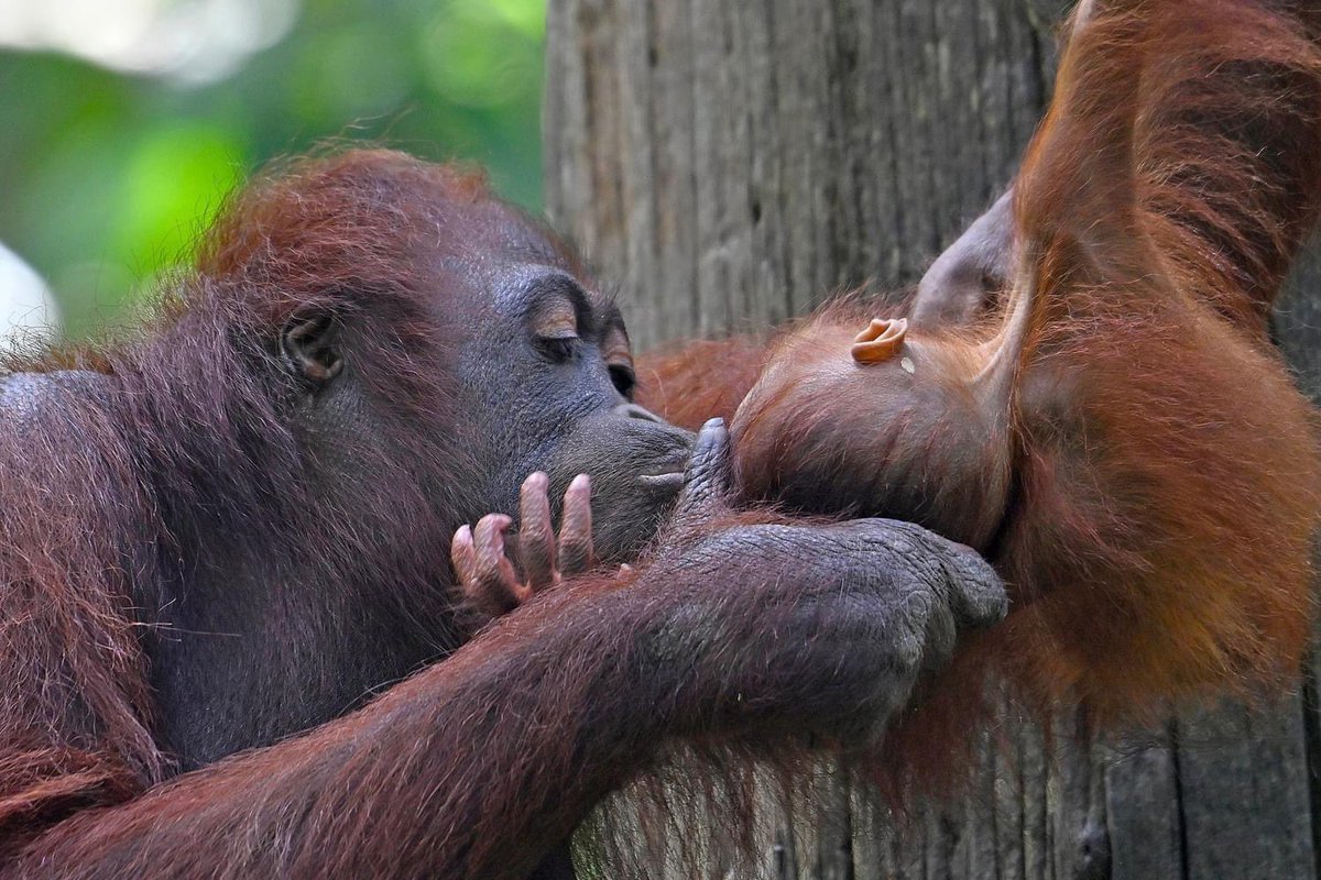 CrossleyIDGuide's tweet image. 10 weeks in SEAsia. Great wildlife; even better people. It’s great to escape.