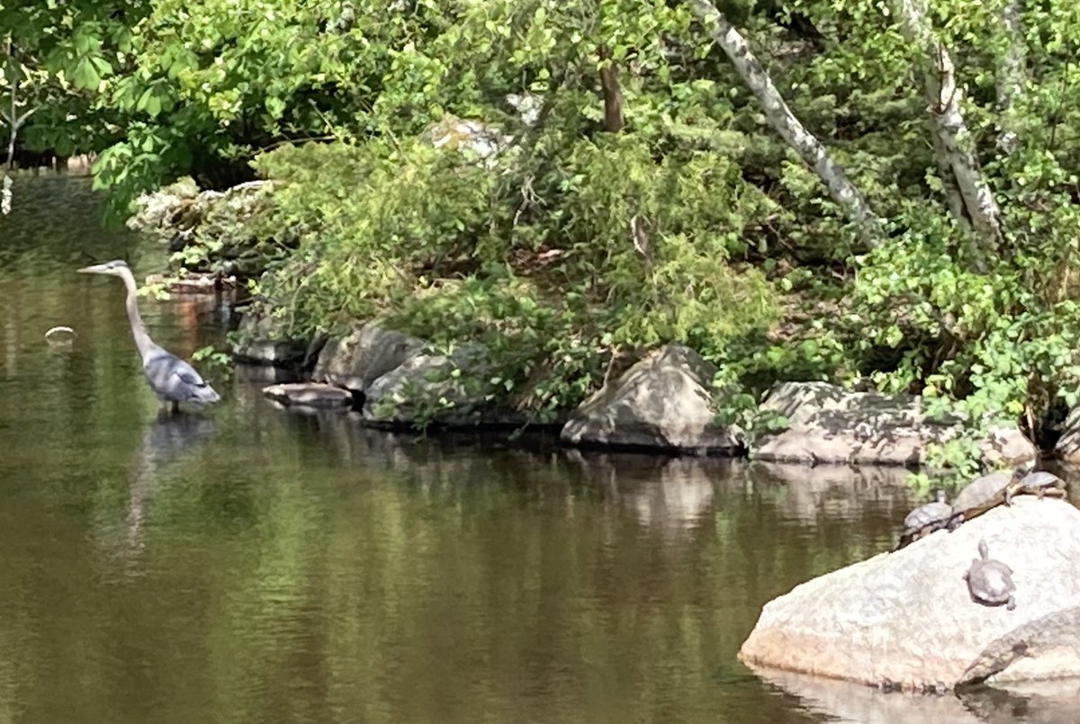 I’ve never seen a heron at the Point Defiance Park pond, but I did today — and the usual turtles on a sunny rock. #tacoma #pnw #getoutside #walking