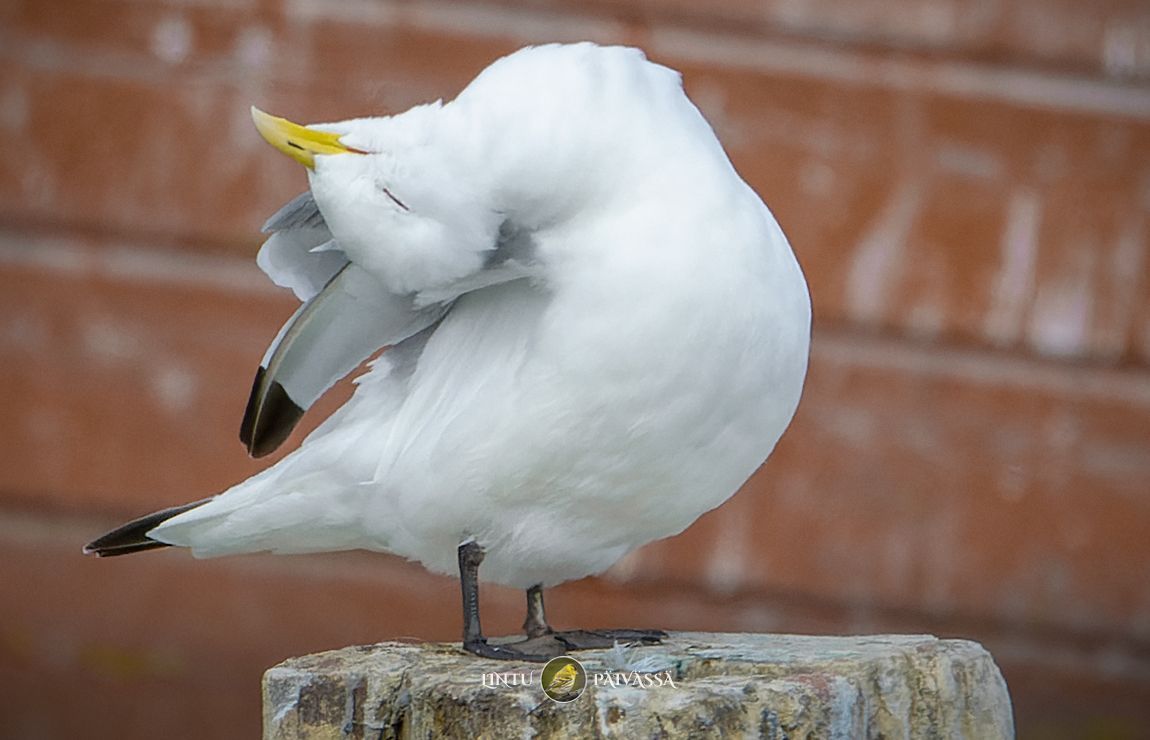 Pikkukajava • Tretåig mås • Black-legged Kittiwake  🇳🇴
(Rissa tridactyla)