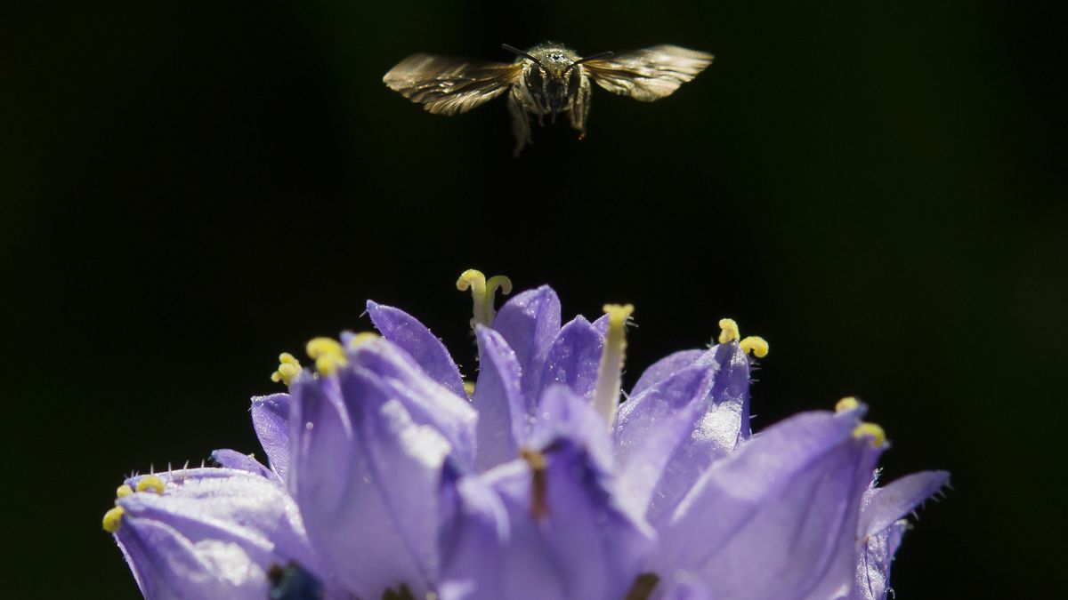BeeHome: Schafft Lebensraum für Wildbienen dlvr.it/T6J1Wb
