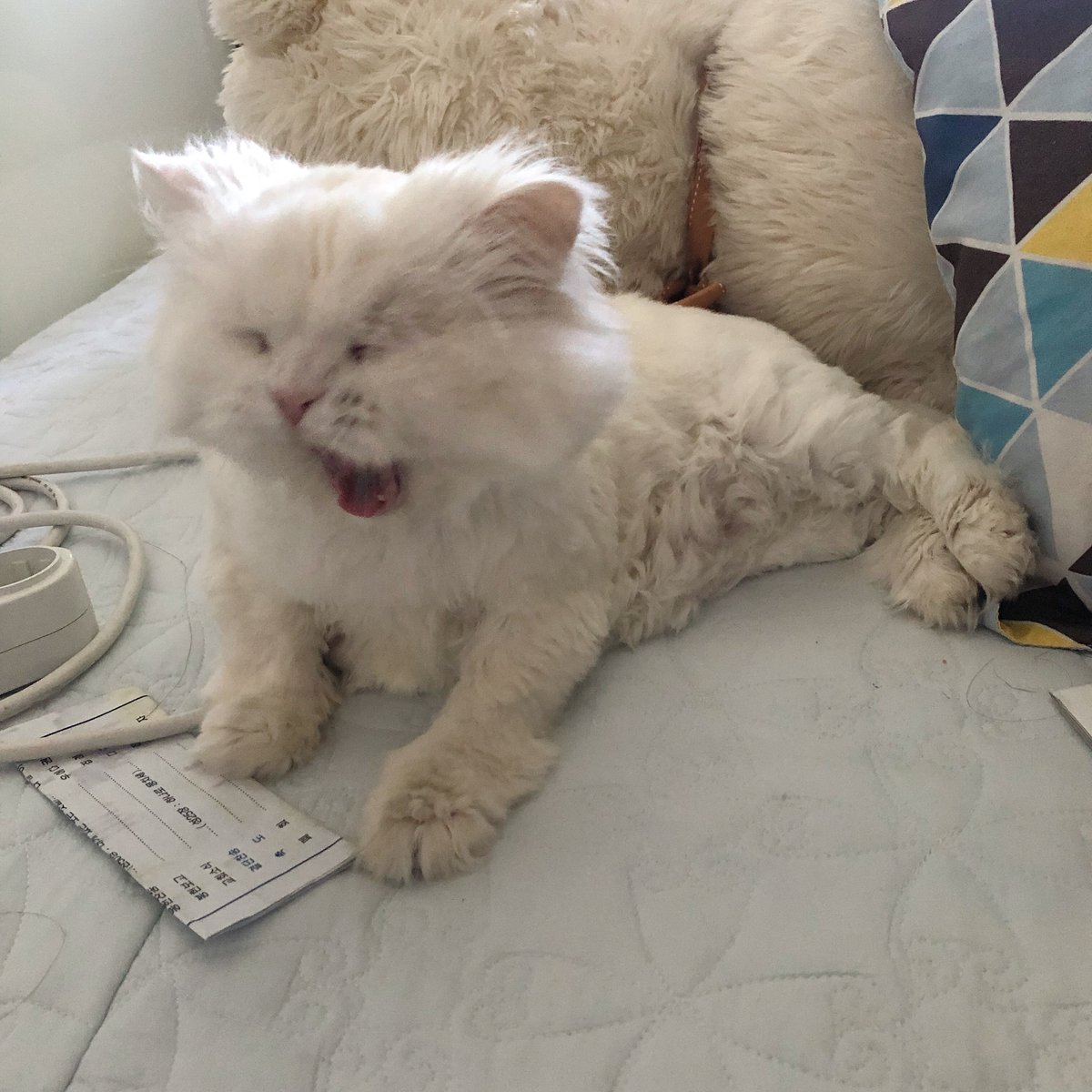 jujin1567809's tweet image. #猫 #고양이 #Cat