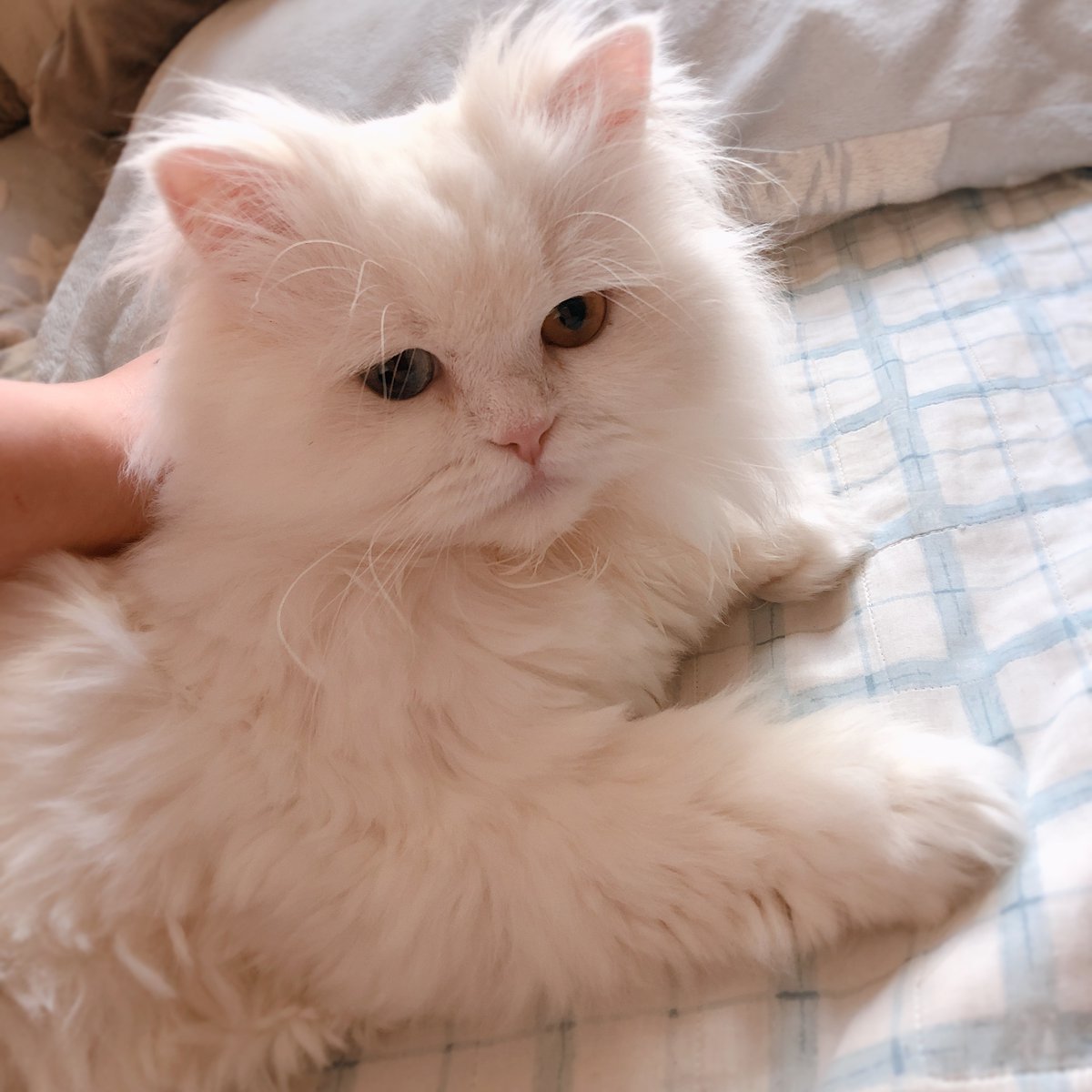 jujin1567809's tweet image. #猫 #고양이 #Cat