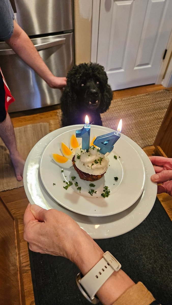 Since I'm heading to a First Green event tomorrow, we celebrated Enzo's 14th birthday today! We're so blessed to have this little fella for so many years. Tracy surprised him with a venison meatloaf and mashed potato cupcake! 🐩🐾❤️🧁
#notspoiledatall 
#bestdayever
@DogsOfTurf