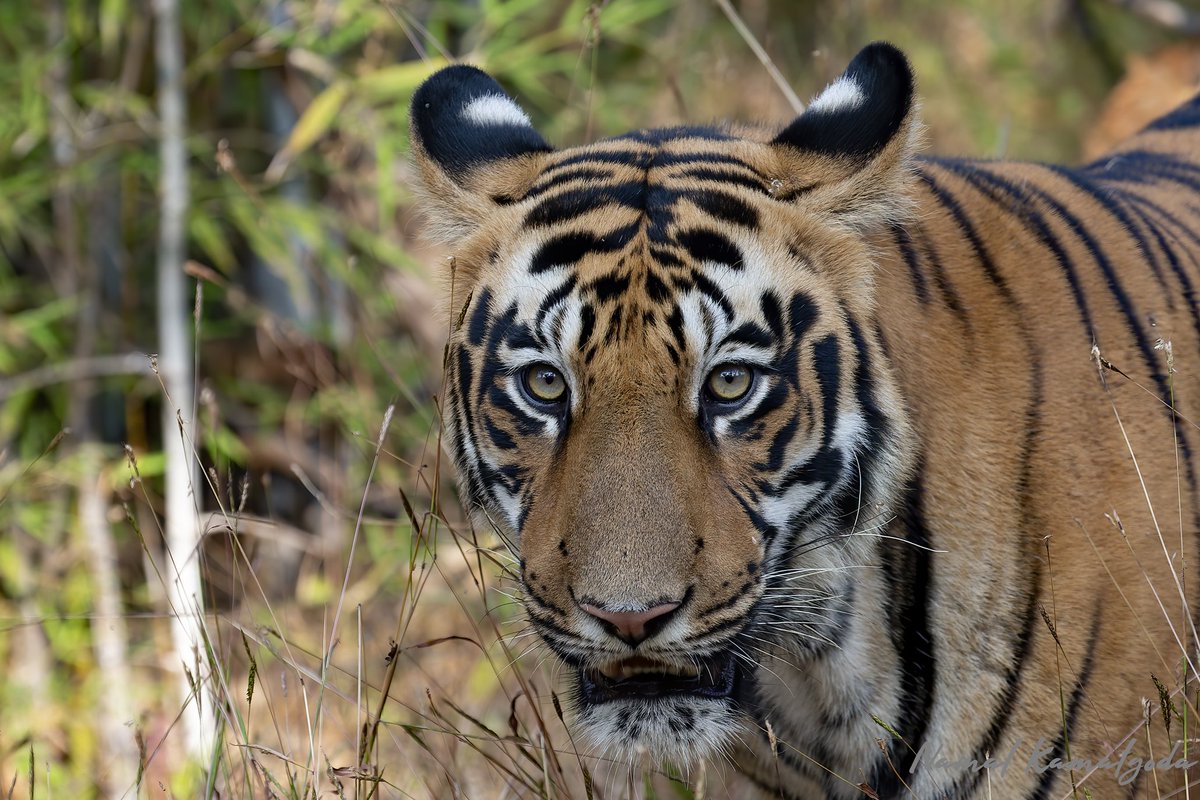 Eye of the Tiger. A picture from about 3 years back. #india #indiantiger #srilankanwildlifephotograper #tadoba #canonwildlife #travelphotography #natgeoyourshot #natgeowild #BBCwildlifePOTD #yourshotphotographer #bbcwildlifemagazine #planetearth #safari #wild #indianwildlife