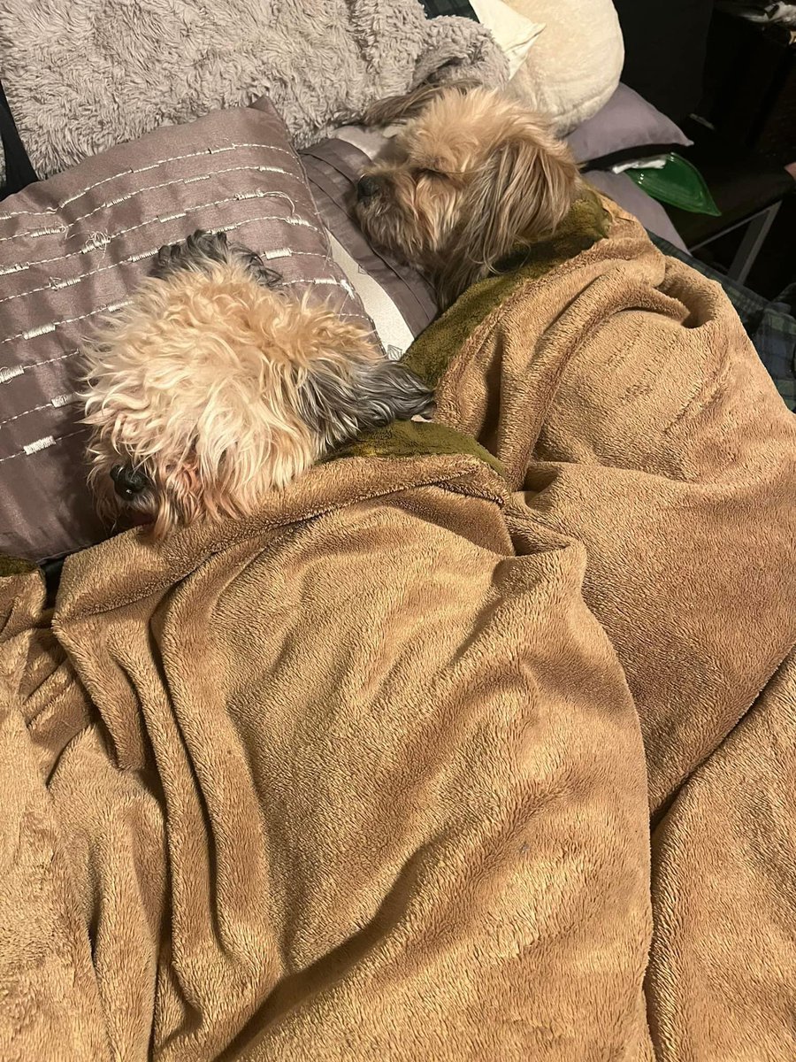 Call me crazy, but this is how I sleep with my bee bee (#dogparentshihtzu) 🐝 on and punkin bear (#lhasaapso) ￼🐻 #DogParent