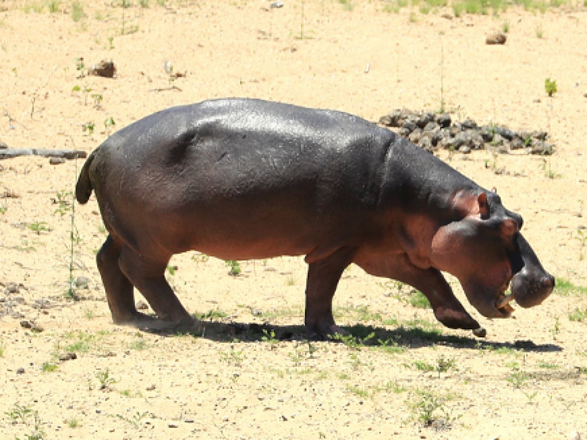 @AMAZlNGNATURE The earliest hippos go back only 16 million years Hippos of modern aspect only originated about 7.5 million years ago.