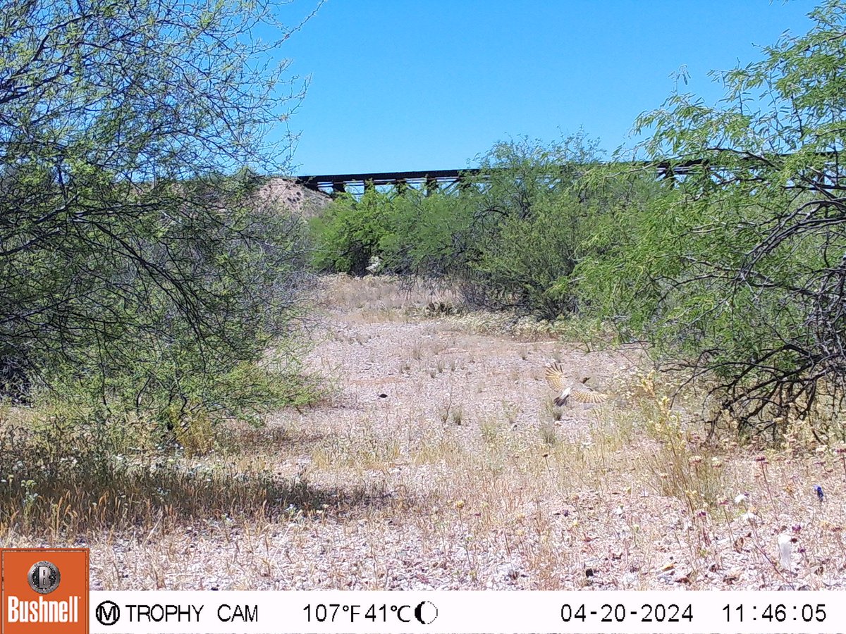 This #cameratrap has been getting amazing shots! Gilded #flicker in motion. #birds