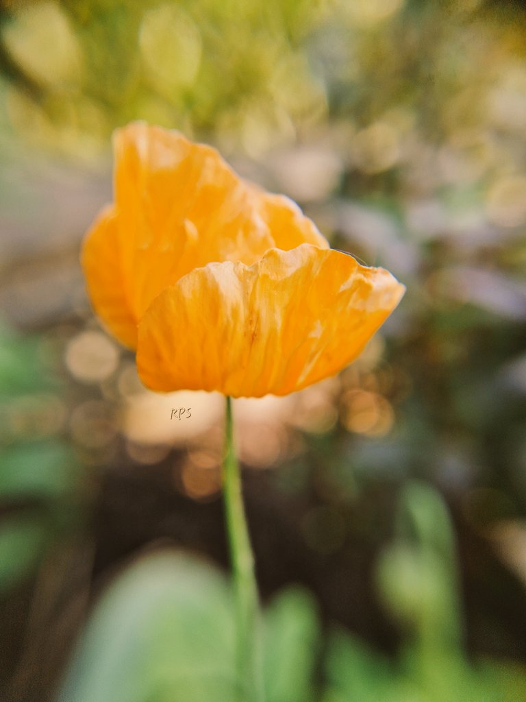 Moin 🌿🌼🌿

📸 Kambrischer Scheinmohn (Papaver cambricum)
#goodmorning #NaturePhotography #FlowerPhotography #garden #Flowers #Photography #PhotographyIsArt