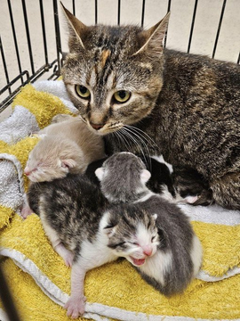 Tabby mom & 4 precious babies from #MariettaGA were rescued by the awesome Purr Nation Cat Alliance! Please donate for the care of this sweet family! PayPal email: Admin@purrnation.org Thank you! 😺🙏👏💞