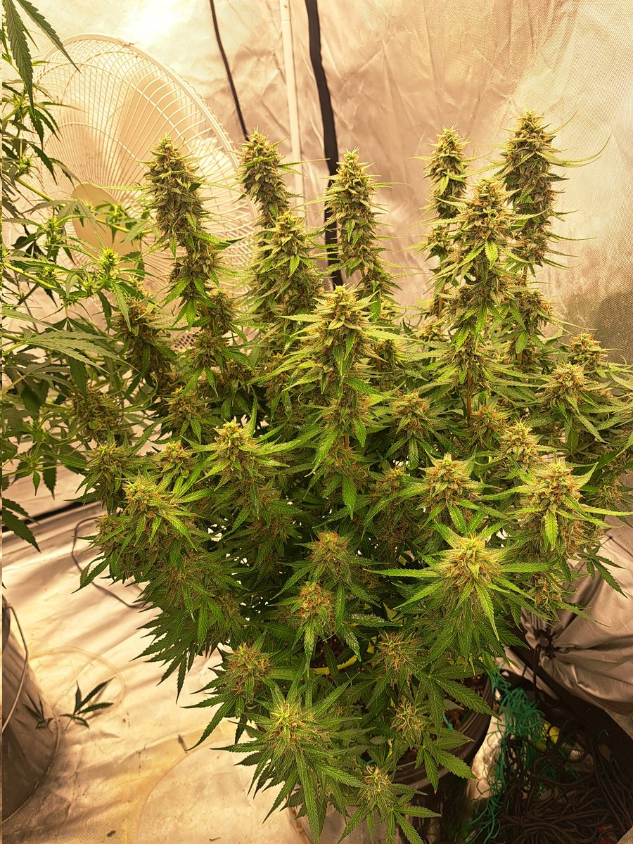 #StonerFam #420community 
#Mmemberville #growyourown
#marshydro #royalqueenseeds 
This Blueberry auto is almost ready. I just checked the trichomes. They are starting to turn amber. Sunday/Monday, I'm thinking she'll get the chop.