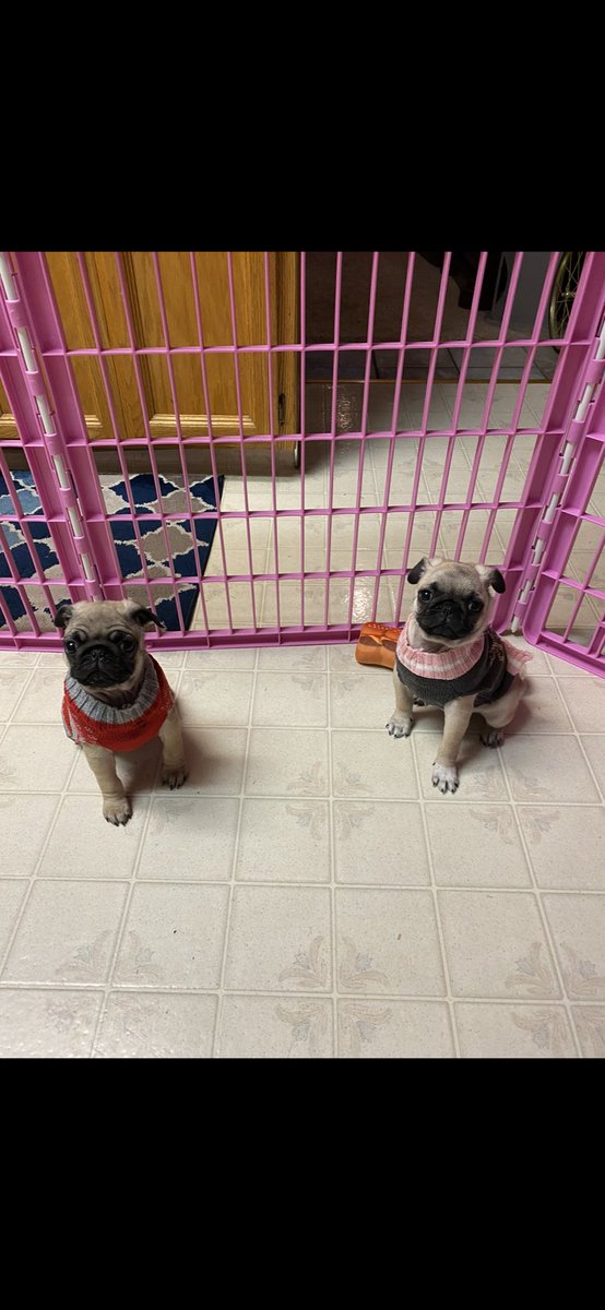 A3 purple & red is our colors !  #pugtalk