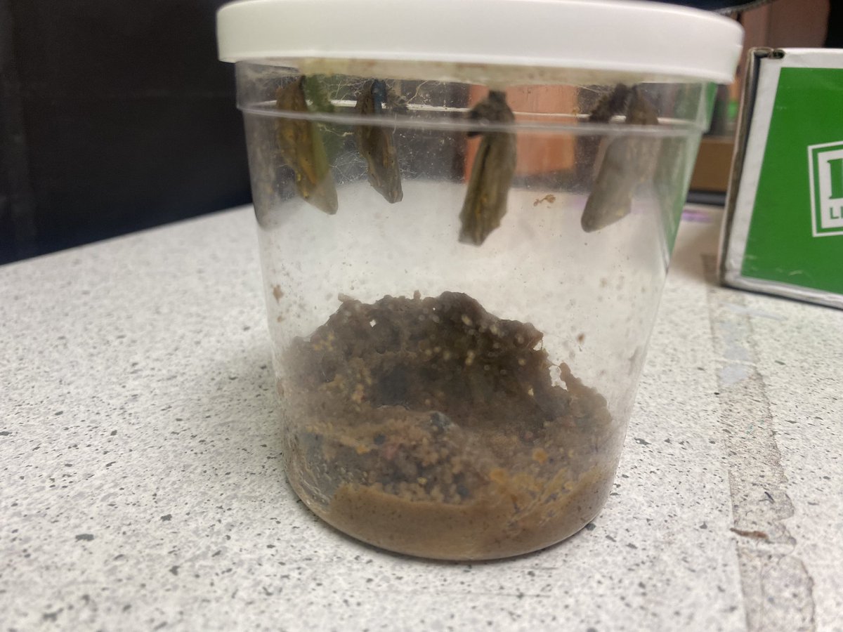 While GMAS testing takes place upstairs, our STEAM learning continues downstairs! Today, 2nd graders observed caterpillars 🐛 and recorded their metamorphosis journey in their STEAM journals. Hands-on learning never stops! 💡 #STEAM #Education