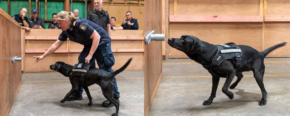 Customs detector dog teams recently joined 17 fellow agencies for dog training workshops in Trentham, Wellington. This was an amazing opportunity for Customs to be able to share and have discussions about our dog training programmes, as well as and build relationships.