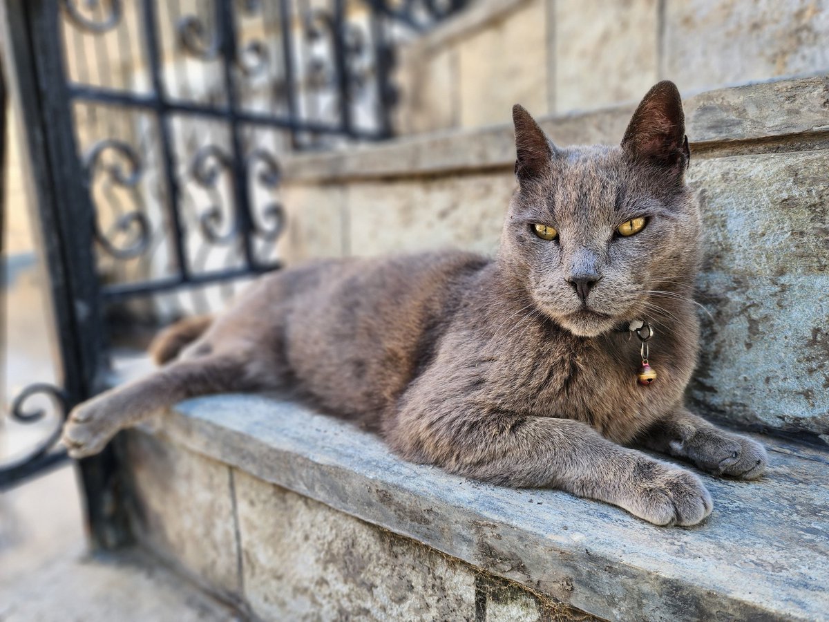 Gray homie
.
.
#cats #homelesscats #straycats #lovelycats #streetcats #hungrycats #catslivingonthestreet #cutecats #猫 #고양이 #ねこ #kedi #gato #котики #ネコ #gatto #Katze #قطة #बिल्ली #γάτα