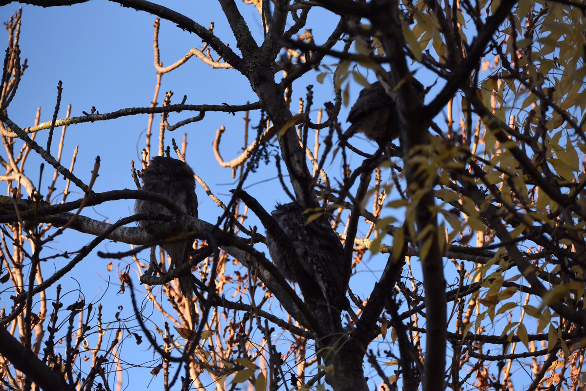 I’d be concerned too little mate.

Normally masters of camouflage, I readily located these 3 Tawnies perched in a near leafless Golden Ash. Had I had been a tad earlier, they’d have been fully illuminated by the setting Sun. Oh well!

#ozbirds #wildoz #tawnyfrogmouth