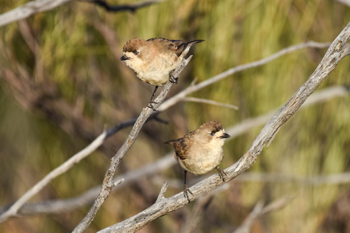 Thursday Birdsday The southern whiteface (Aphelocephala leucopsis) is a small, finch-like bird commonly seen in arid regions. They mostly eat insects and arthropods but will also eat seeds and leaves, sometimes joining large mixed-species flocks. #wildoz #birds #birdsofaustralia