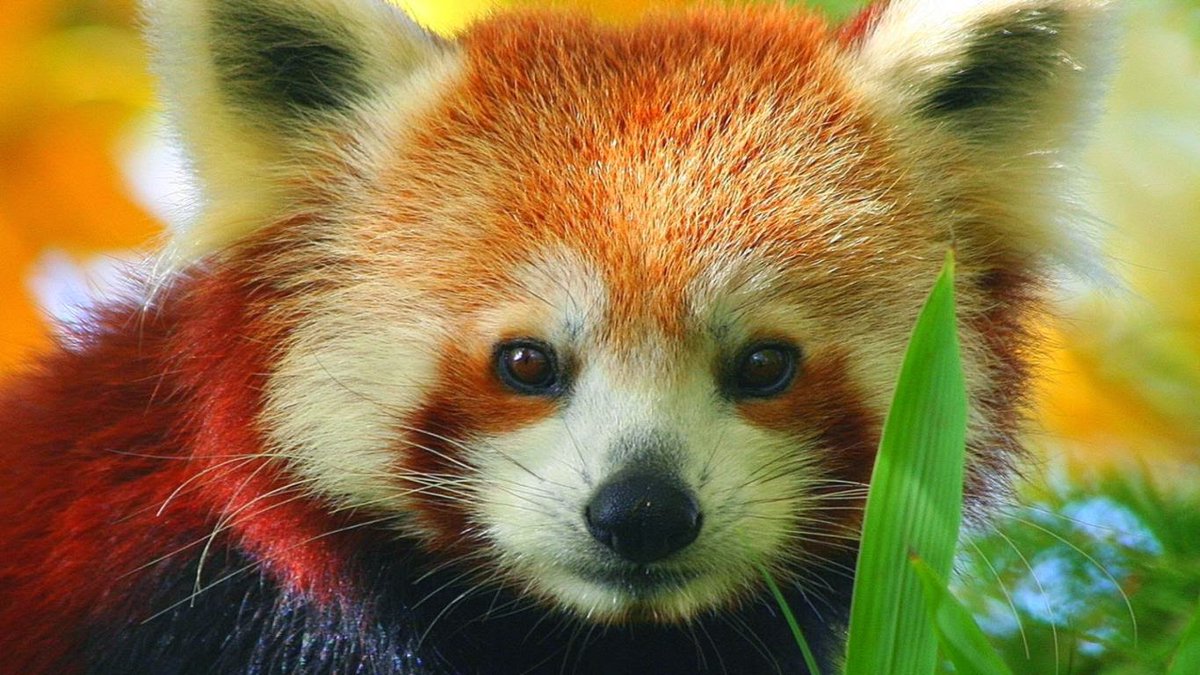 Red Panda Every Hour! (@RedPandaEveryHr) on Twitter photo 2024-05-01 23:58:31