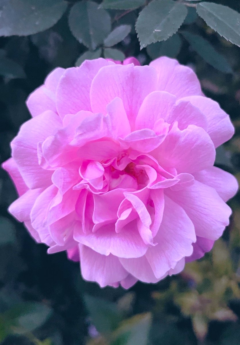 5月2日（木） おはようございます 段々と日差しが☂️☀️ 寒暖差に気をつけてくださいね🌸 今日もよろしくお願いします♪(๑ᴖ◡ᴖ๑) マイペースで一歩ずつ🌱 優しいピンク色のバラ 『ロサ・キネンシス』 花言葉「幸福」 素敵な一日になりますように🌹 #郵便貯金の日