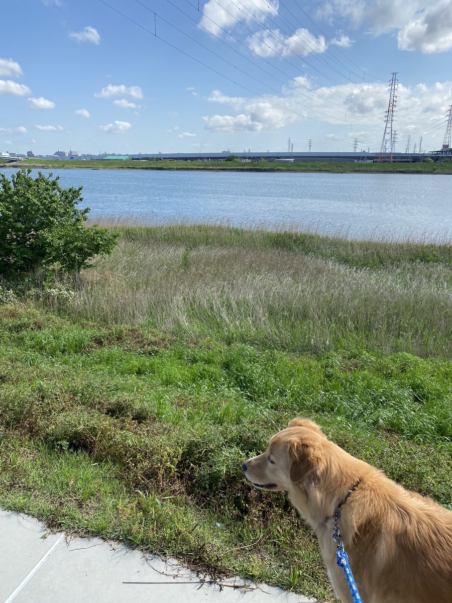 のどかなあさんぽ🐾

It so peaceful out here🐾