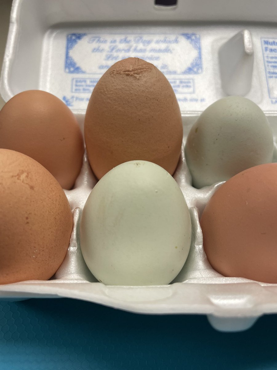 cpsmyers's tweet image. The Chicken Tenders found a HUGE egg this morning. We decided to crack it open before MAP testing to see if it was a double yolk but it was one 1. Decided we should compare it to a normal egg yolk and they were the same. It was a fun way to start the day #pbl #cpsscience