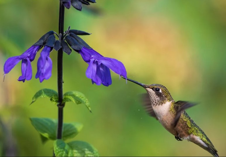 Want more #hummingbirds in your garden? Make sure you're signed up for our newsletter! As they make their annual migration north across the U.S., Linda will help you make sure your garden is a welcoming pit stop with #gardening tips + 24 flowers tomorrow! ow.ly/iS6U50Rug0h