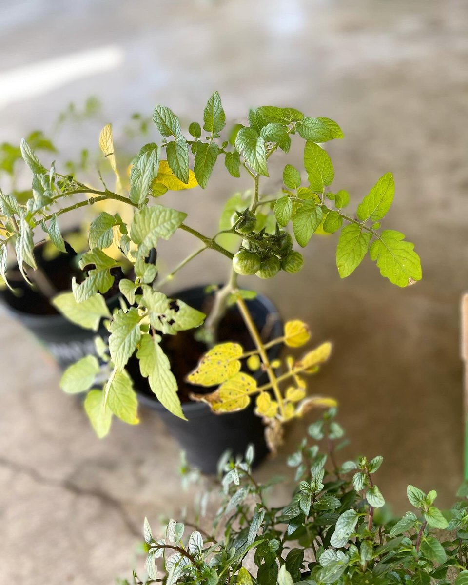 Plant Babies looking Good 
#Gardening 🌱#FruitsAndVegetables ✨