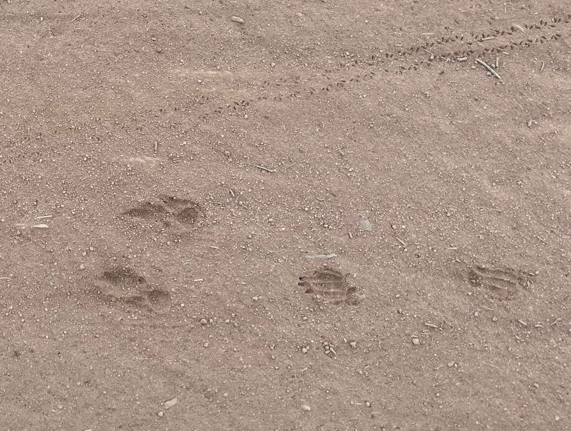 #Guess: Whose tracks are these? 

There are two sets of tracks – one insect and one mammal. Can you narrow it down further?

Leave your guess in the comments and check back tomorrow to see if you were right!

📸 J Stephens

#AWC #AustralianWildlife #AnimalTracks #WildlifeTracks