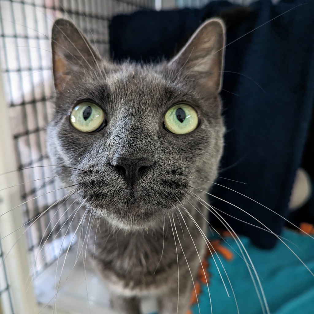 Ten cats were adopted last week—among them was our 13-year-old bird-watching specialist, Princess Churu, and Paddington's Pick, Wubbzy! 🌟 #TreeHouseCats #Adopt #Chicago