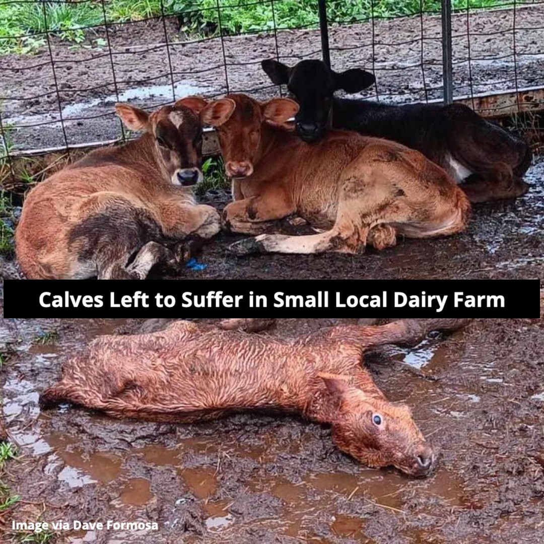 When Dave F. went for a walk on March 17th, he found calves held in a pen full of mud & filth, just meters from the road. Despite reporting it to the RSPCA, little could be done due to legal loopholes. This is the reality of 'small local, family-run' dairy farms. #dairytruth