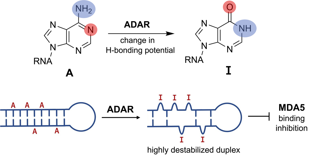 RNA (@rnajournal) on Twitter photo In this perspective, <a href="/thequeenjuno/">Herra Grajo Mendoza</a> and <a href="/peterabeal/">Peter Beal</a> of <a href="/UCDChem/">UC Davis Department of Chemistry</a> provide a detailed discussion on how A-to-I editing by ADARs can affect the structure and stability of mRNAs, thereby regulating mRNA function. #RNA #epitranscriptome bit.ly/49SuqLq In this perspective, <a href="/thequeenjuno/">Herra Grajo Mendoza</a> and <a href="/peterabeal/">Peter Beal</a> of <a href="/UCDChem/">UC Davis Department of Chemistry</a> provide a detailed discussion on how A-to-I editing by ADARs can affect the structure and stability of mRNAs, thereby regulating mRNA function. #RNA #epitranscriptome bit.ly/49SuqLq